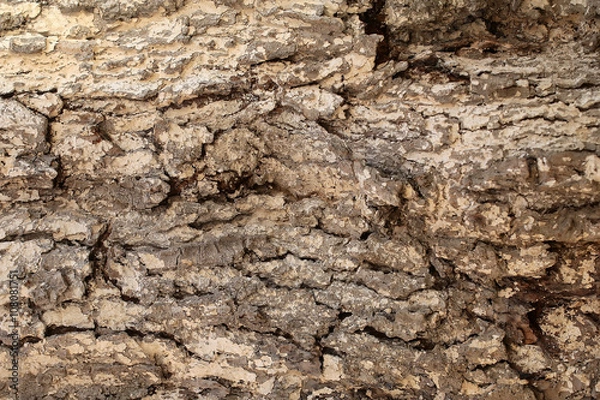 Fototapeta Tree bark texture