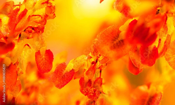 Obraz Beautiful abstract background inside the flower head