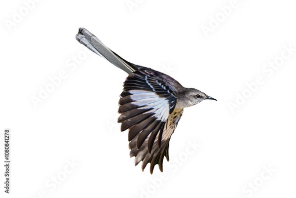 Fototapeta Northern Mockingbird (Mimus polyglottos) Photo, in Flight on a Transparent Isolated PNG Background