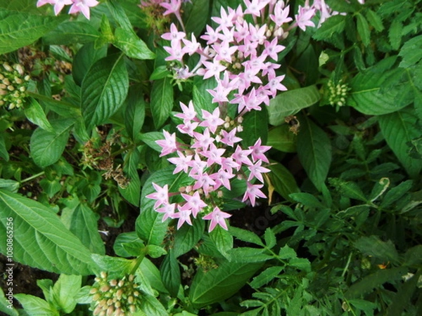 Obraz 密集したピンク色のペンタスの花