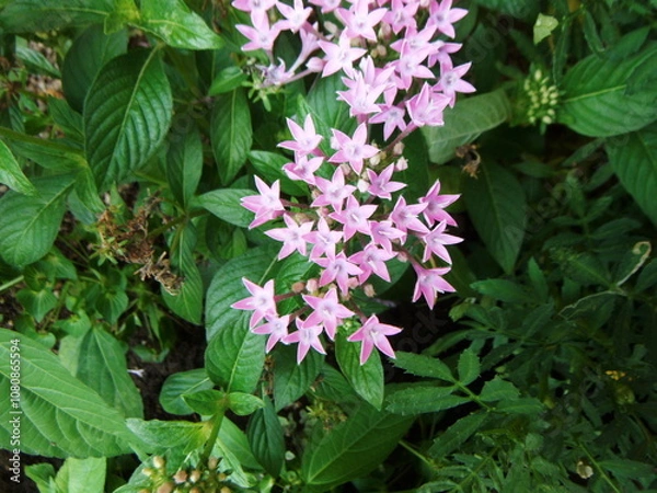 Obraz 密集したピンク色のペンタスの花