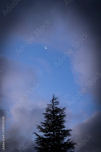 Obraz Blue sky with clouds and waning moon with silhouette of pine tree under the moon