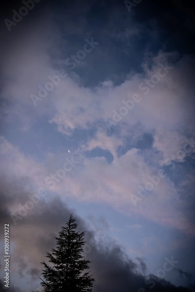 Obraz Blue sky with clouds and waning moon with silhouette of pine tree under the moon
