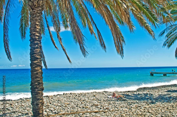 Obraz palm tree on the beach