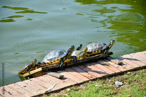 Fototapeta Tortugas tomando el sol