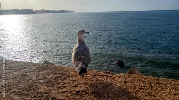 Fototapeta Gaviota posada en una muralla
