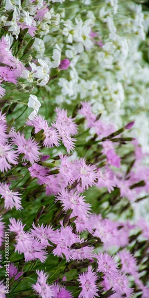 Obraz pink flowers in the garden