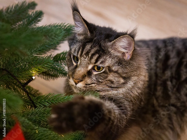 Obraz Maine coon cat playing with christmas tree decorations