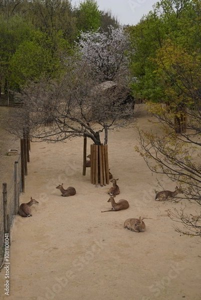 Obraz Deer Lounging under Cherry Blossoms