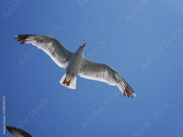 Fototapeta Close-up of a seagull soaring with wings fully extended against a clear blue sky, capturing the freedom and grace of flight on a sunny day.