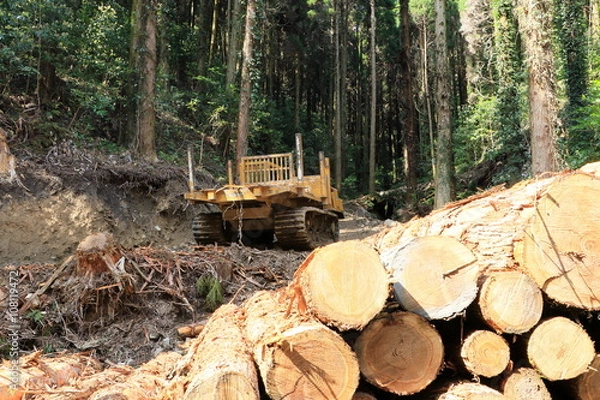 Obraz 木材運搬車と伐採した飫肥杉