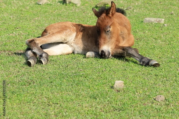 Obraz 初駒　都井岬野生馬