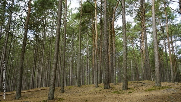 Obraz Przyroda w Polskim lesie nad Morzem Bałtyckim