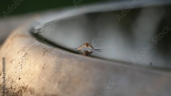 Fototapeta A mirror image of a mosquito in the water
