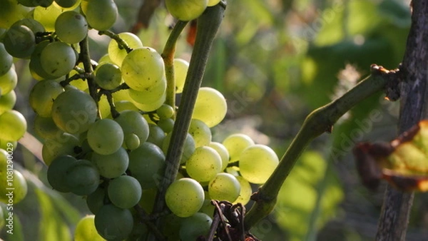 Fototapeta An enchanting sight in the garden: clusters of ripe grapes hanging gracefully on a branch, surrounded by vibrant green leaves, promising a bountiful harvest
