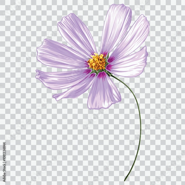 Fototapeta Cosmos​ flower hand drawn vector illustrations. Botanical floral drawing element.
