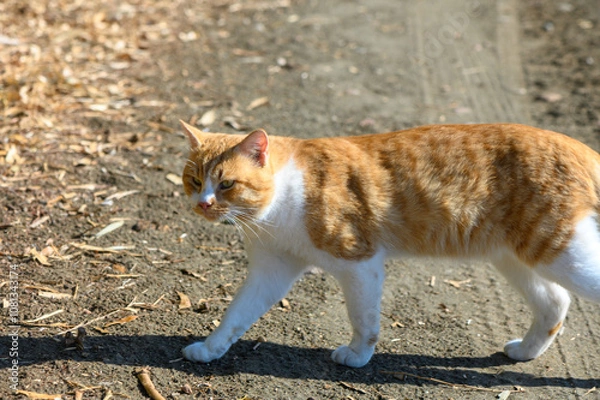 Fototapeta A playful orange and white cat strolls along a sunlit path on a warm autumn afternoon in the park