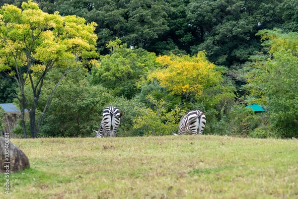 Obraz かわいい2頭のグラントシマウマのお尻