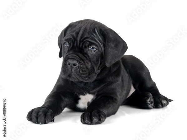 Obraz puppy Cane Corso