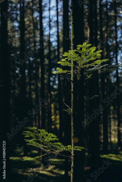 Fototapeta Spruce Tree Forest, Sunbeams through Fog illuminating Moss and Fern Covered Forest Floor,