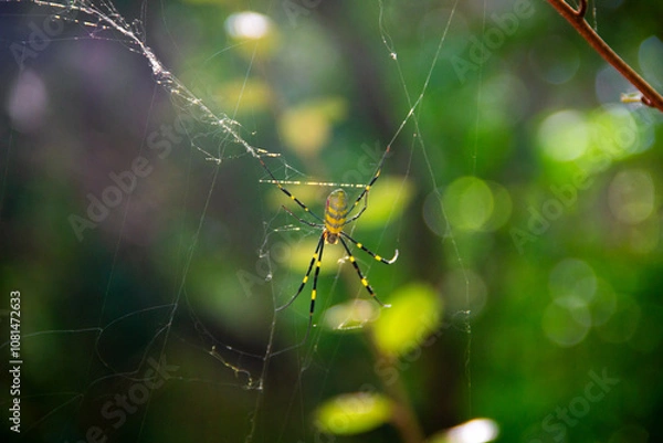Fototapeta Joro Spider on a Web