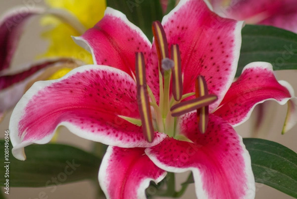 Obraz pink lily closeup