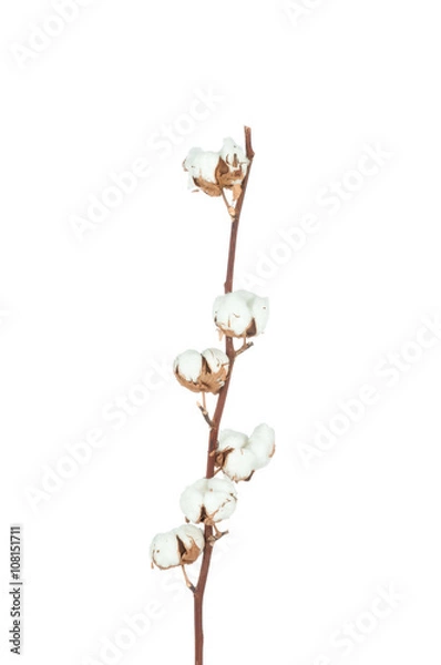 Obraz Cotton twig on white background