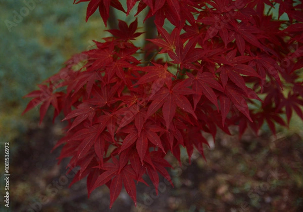 Fototapeta Red decorative maple in the botanical garden.