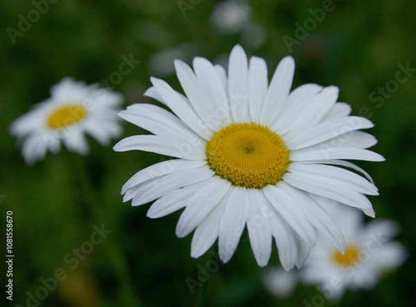 Obraz White daisy in the garden