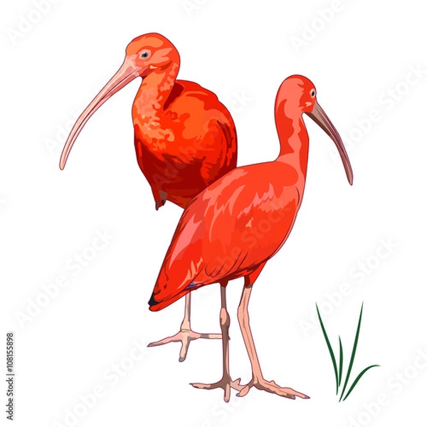 Fototapeta Scarlet ibises