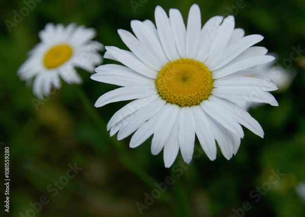 Obraz White daisy in the garden