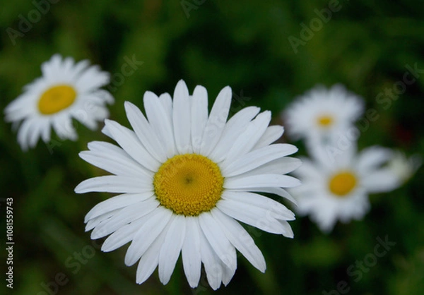 Obraz White daisy in the garden