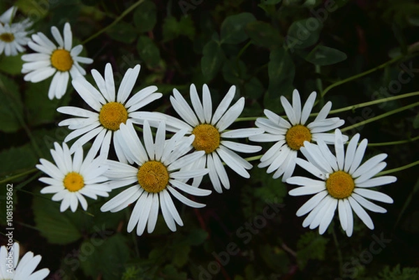 Obraz White daisy in the garden