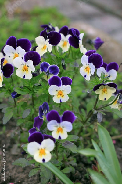 Obraz Bratki w ogródku