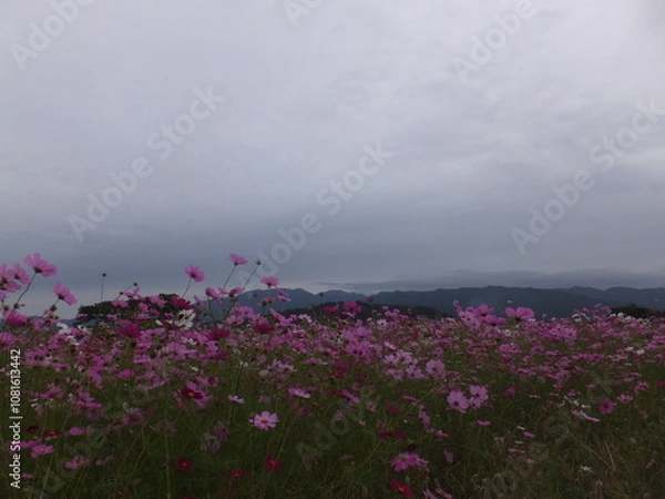 Fototapeta 秋のコスモス満開に開く（奈良県）