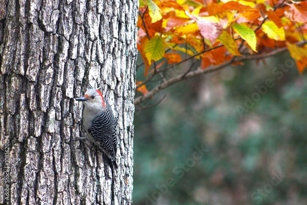 Obraz red woodpecker on tree