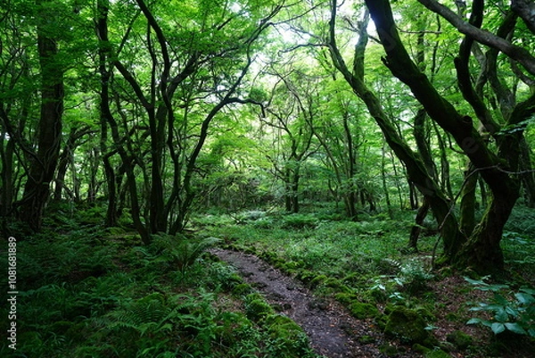 Fototapeta fine spring path through old trees and vines