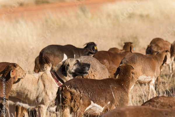 Obraz Livestock guarding dog