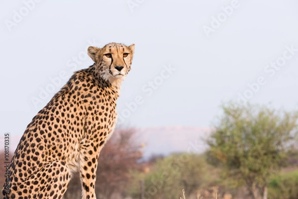 Obraz Cheetah sitting on high ground