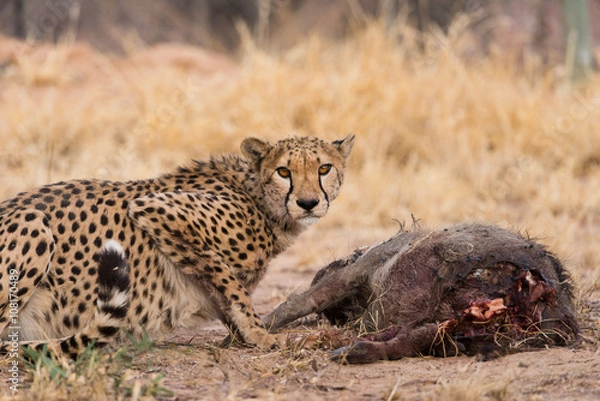 Obraz Cheetah on warthog kill