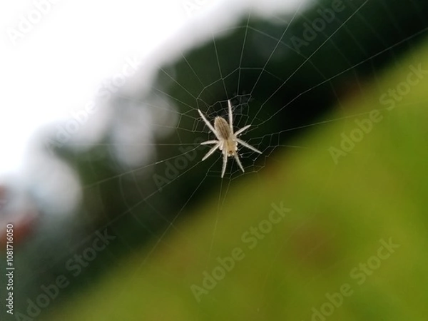 Fototapeta a small white spider close up.