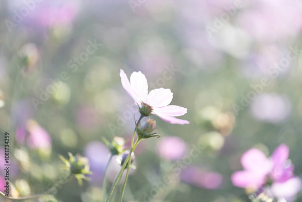 Fototapeta 淡いピンク色のコスモス