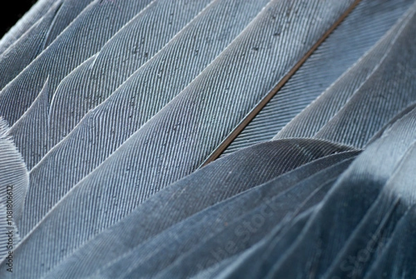 Obraz Close up of  Grey Dove feathers, INdia.