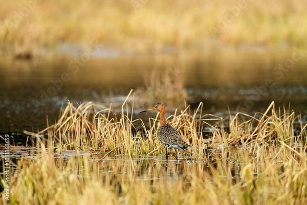Obraz reeds in the field