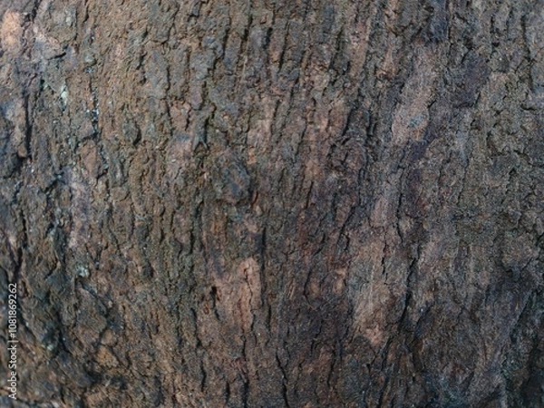 Fototapeta close up texture pine tree