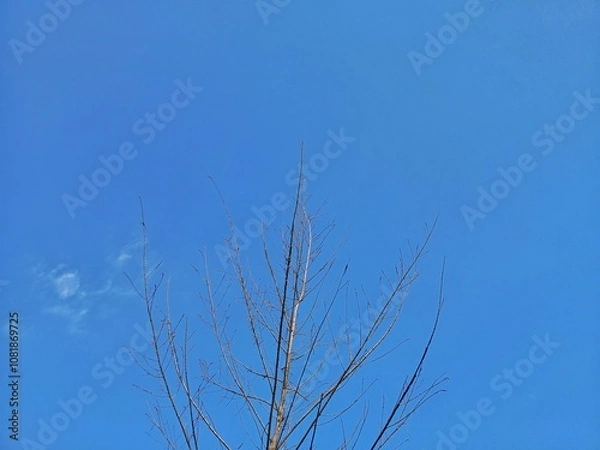 Fototapeta dry pine tree