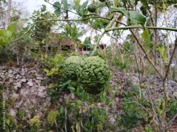 Obraz green bergamot lime