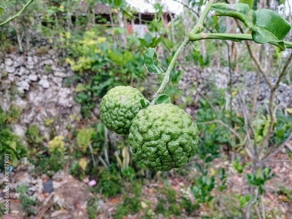 Fototapeta close up bergamot lime