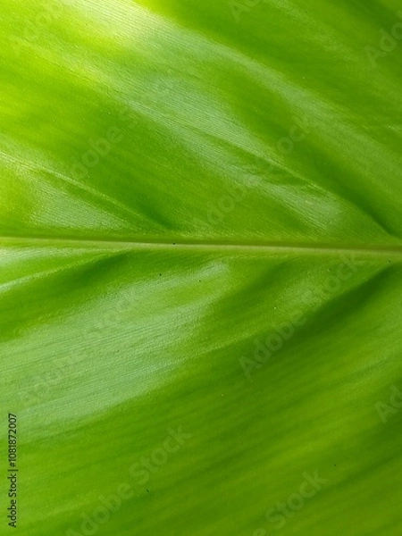 Fototapeta green leaf curcuma zanthorrhiza texture