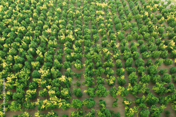 Fototapeta Top view on the green trees on garden , forest, beautiful landscape
